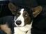 Welsh corgi cardigan Aasteds Fighting Friend (Ludvig)