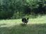 Welsh corgi cardigan Aasteds Fighting Friend (Ludvig)