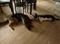 Welsh corgi cardigan Aasteds Fighting Friend (Ludvig)