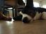 Welsh corgi cardigan Aasteds Fighting Friend (Ludvig)
