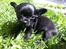 Chihuahua Gizmo