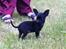 Chihuahua Gizmo