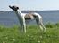 Whippet Bailey - Bailey, 6 mdr.
