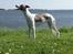 Whippet Bailey - smukke vovse