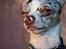 Chihuahua Mocha