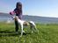 Whippet Bailey