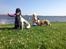 Whippet Bailey - afslapning og hygge:-)