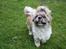 Shih tzu Toffie