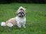 Shih tzu Toffie