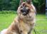 Eurasier Alto
