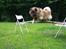 Eurasier Alto