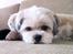 Lhasa apso Fie - Nyklippet