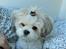 Lhasa apso Fie