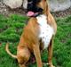 Boxer Carlos