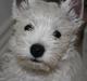 West highland white terrier Marley