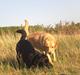 Labrador retriever (Formel 1) Zimba