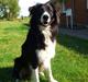 Border collie Uno
