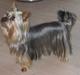 Australian silky terrier Mikki