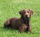 Labrador retriever - Choko :-)