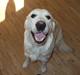 Golden retriever Molly