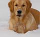 Golden retriever Scott