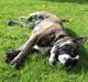 Olde english bulldogge Kingston