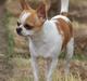 Chihuahua Don-Bentley vom Hochmoor