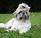 Shih tzu Toffie