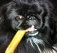 Pekingeser choo-lang-san