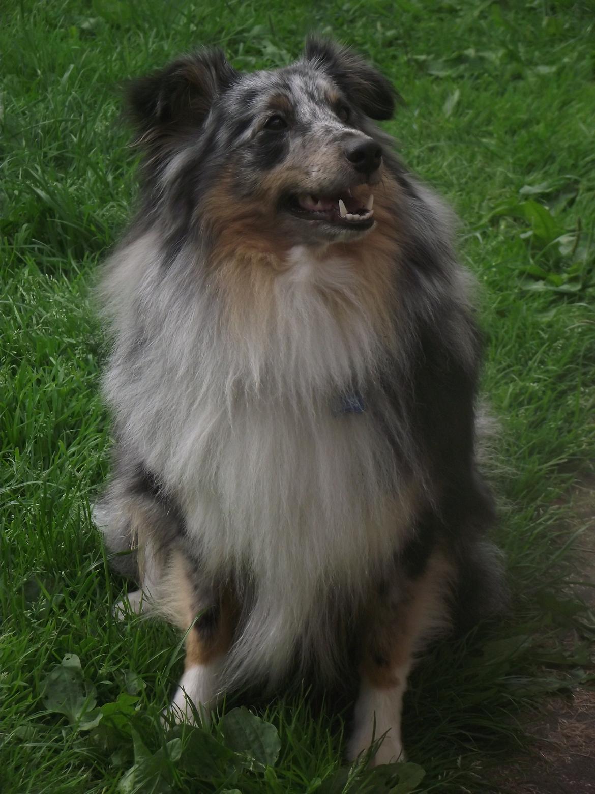 Shetland sheepdog Kennel Mifans Hero Hovsasa billede 4