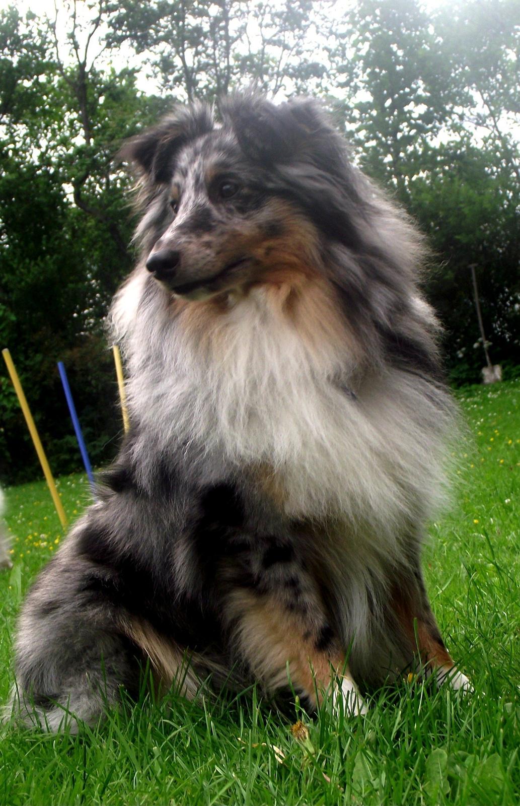 Shetland sheepdog Kennel Mifans Hero Hovsasa billede 5