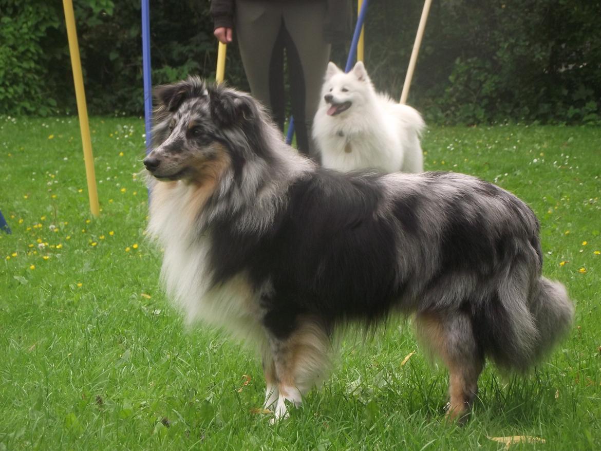 Shetland sheepdog Kennel Mifans Hero Hovsasa billede 6