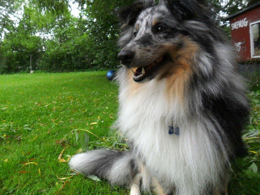 Shetland sheepdog Kennel Mifans Hero Hovsasa billede 7