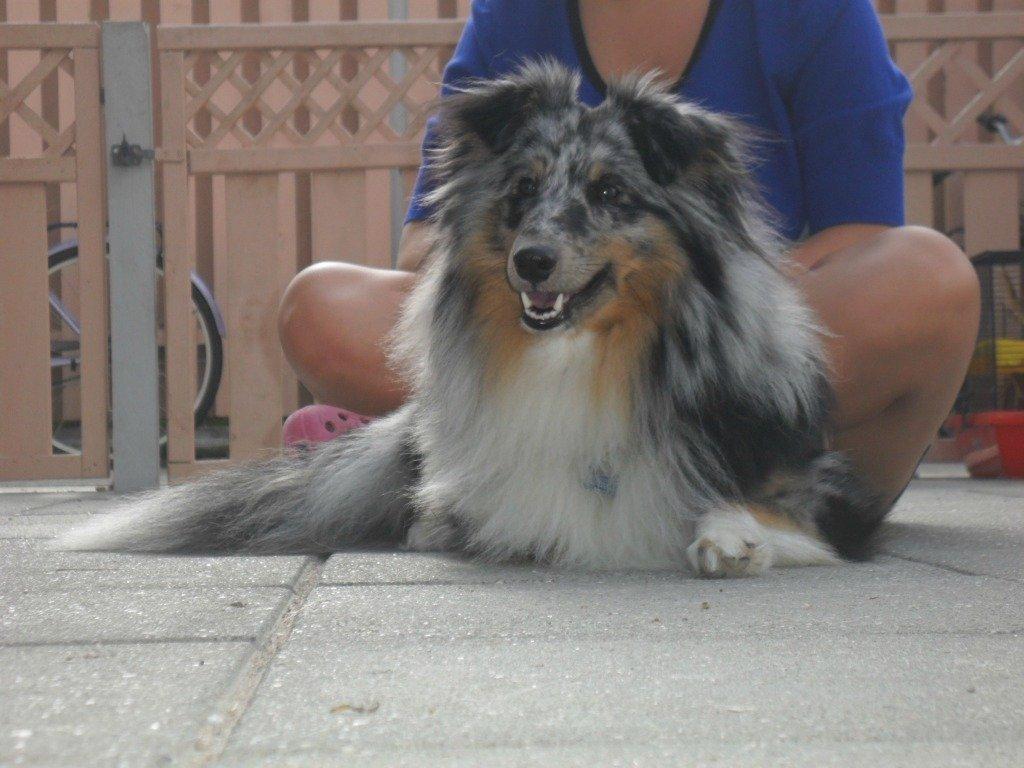 Shetland sheepdog Kennel Mifans Hero Hovsasa billede 9