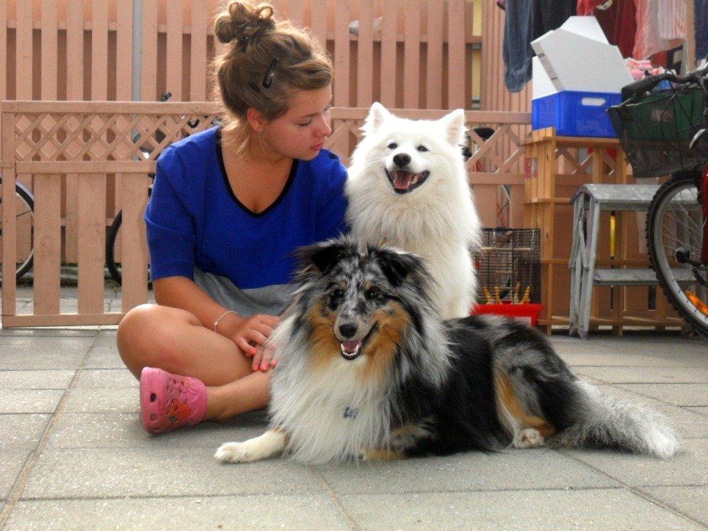 Shetland sheepdog Kennel Mifans Hero Hovsasa - Naja, Chiko & Hero. billede 10