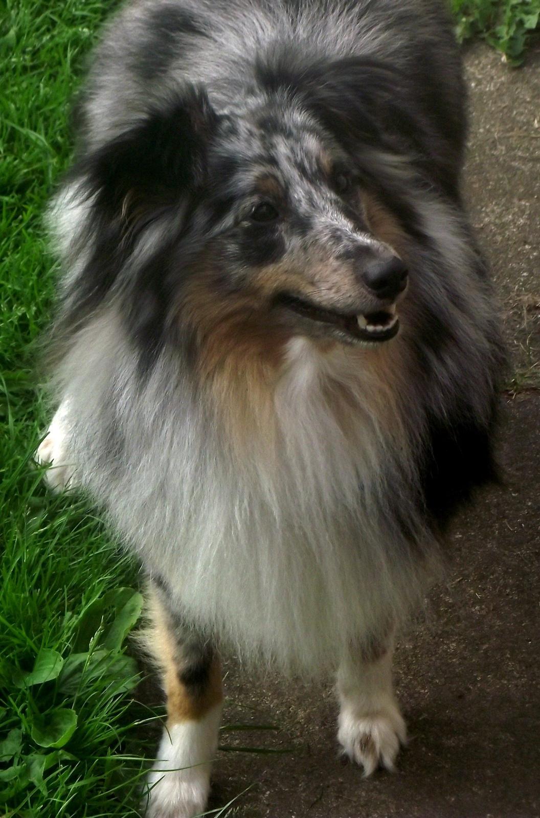 Shetland sheepdog Kennel Mifans Hero Hovsasa billede 11