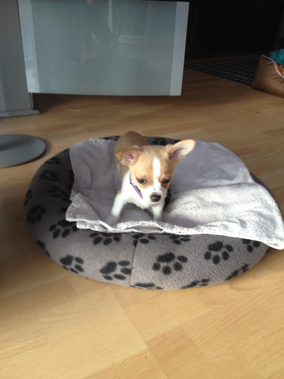 Chihuahua Albert billede 1