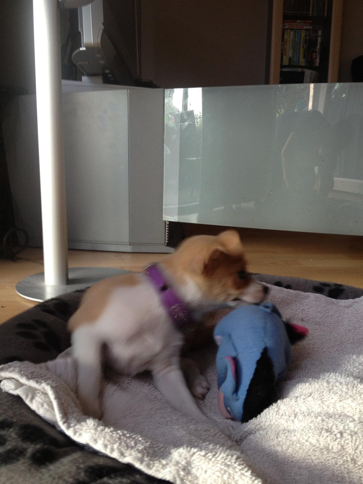 Chihuahua Albert billede 2