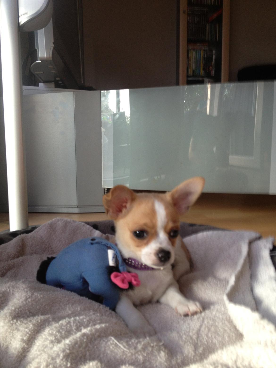 Chihuahua Albert billede 3