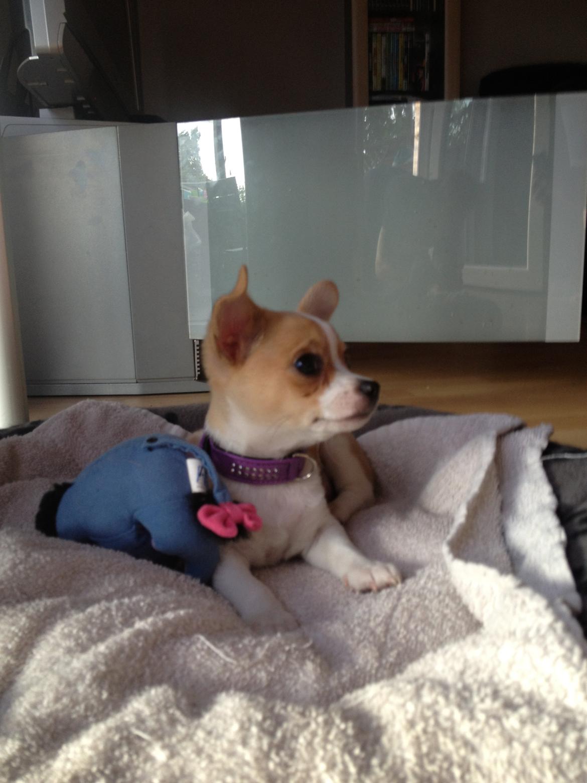 Chihuahua Albert billede 4