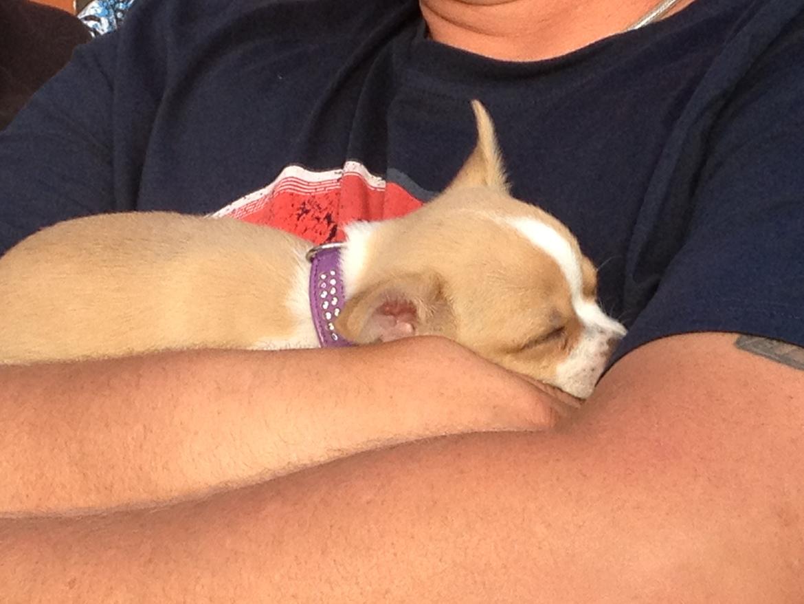 Chihuahua Albert billede 5