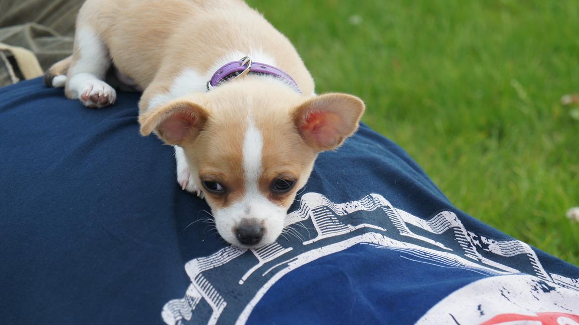 Chihuahua Albert billede 6