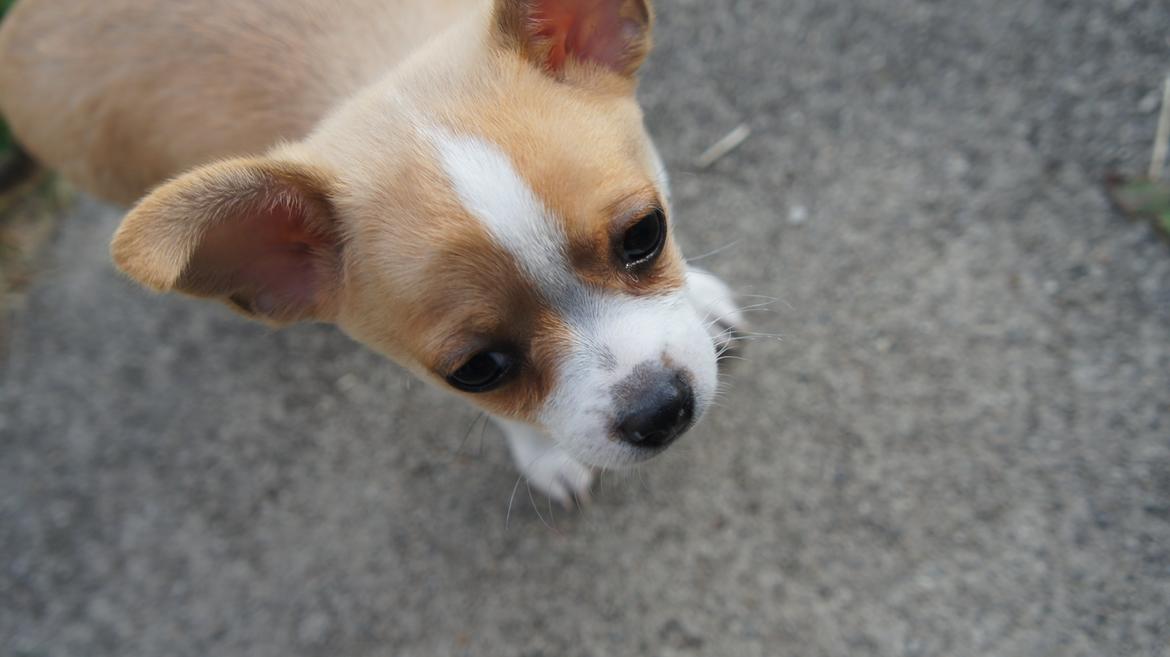 Chihuahua Albert billede 7