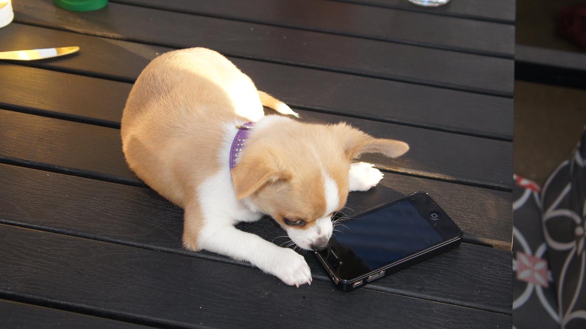 Chihuahua Albert billede 8