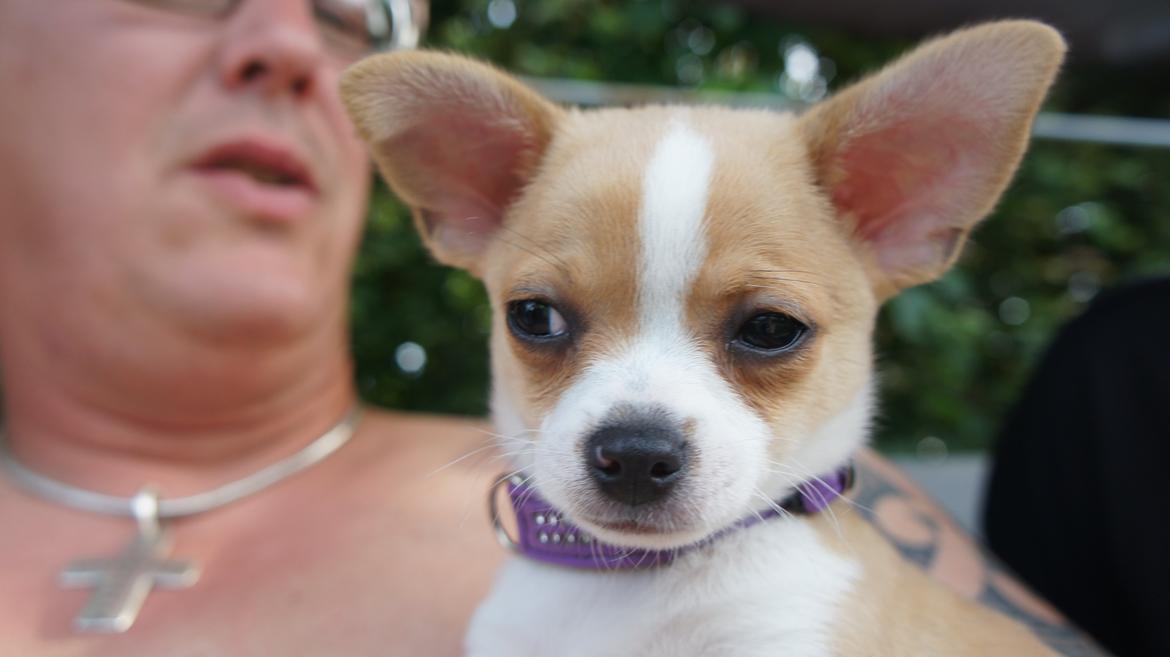 Chihuahua Albert billede 9