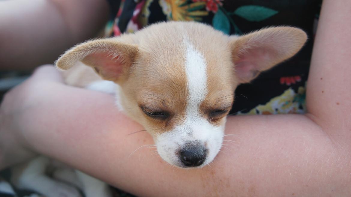 Chihuahua Albert billede 10