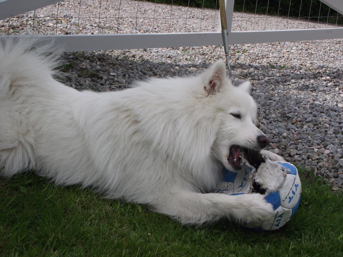 Japansk spids - Chiko billede 25