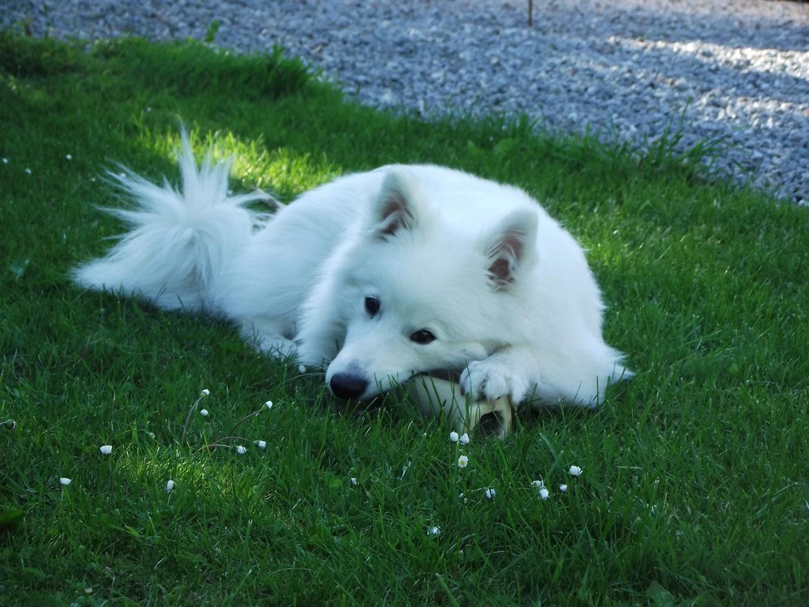 Japansk spids - Chiko billede 7