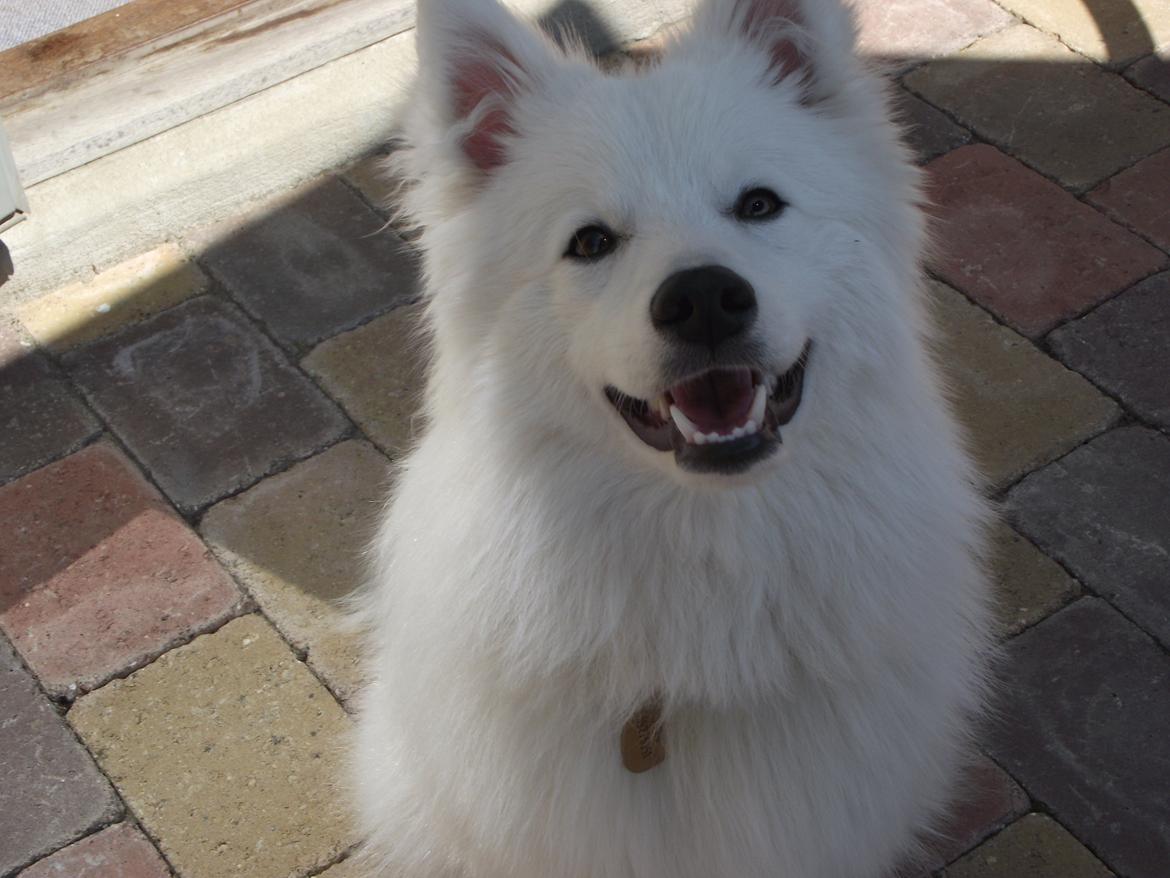 Japansk spids - Chiko billede 5