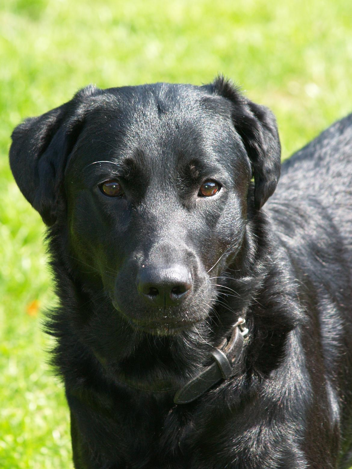 Blanding af racer Dobby <3 - Velkommen til Dobby´s profil :) smid en kommentar og en bedømmelse <3 billede 1